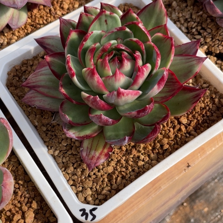 某***天惊鸿仙子多肉植物天天35号