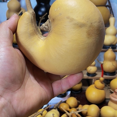 精品厚皮小八宝葫芦