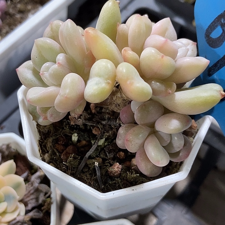 多肉去比尔盖茨677