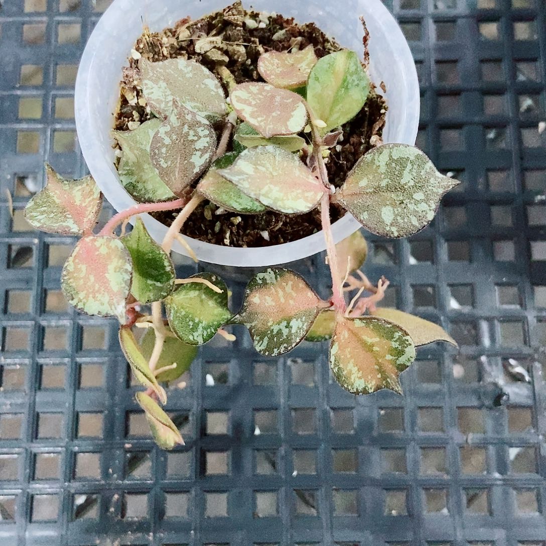 完全开放小章鱼内锦