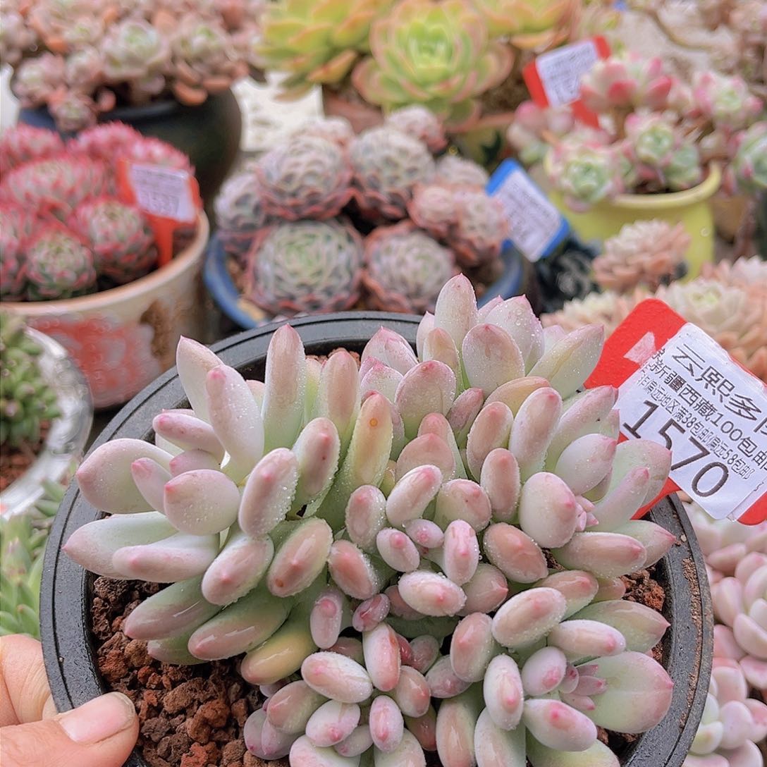 1570三日月美人。