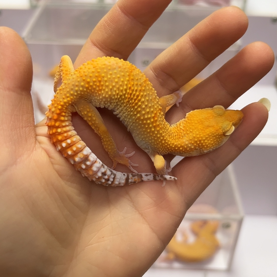 豹纹守宫豹纹守宫