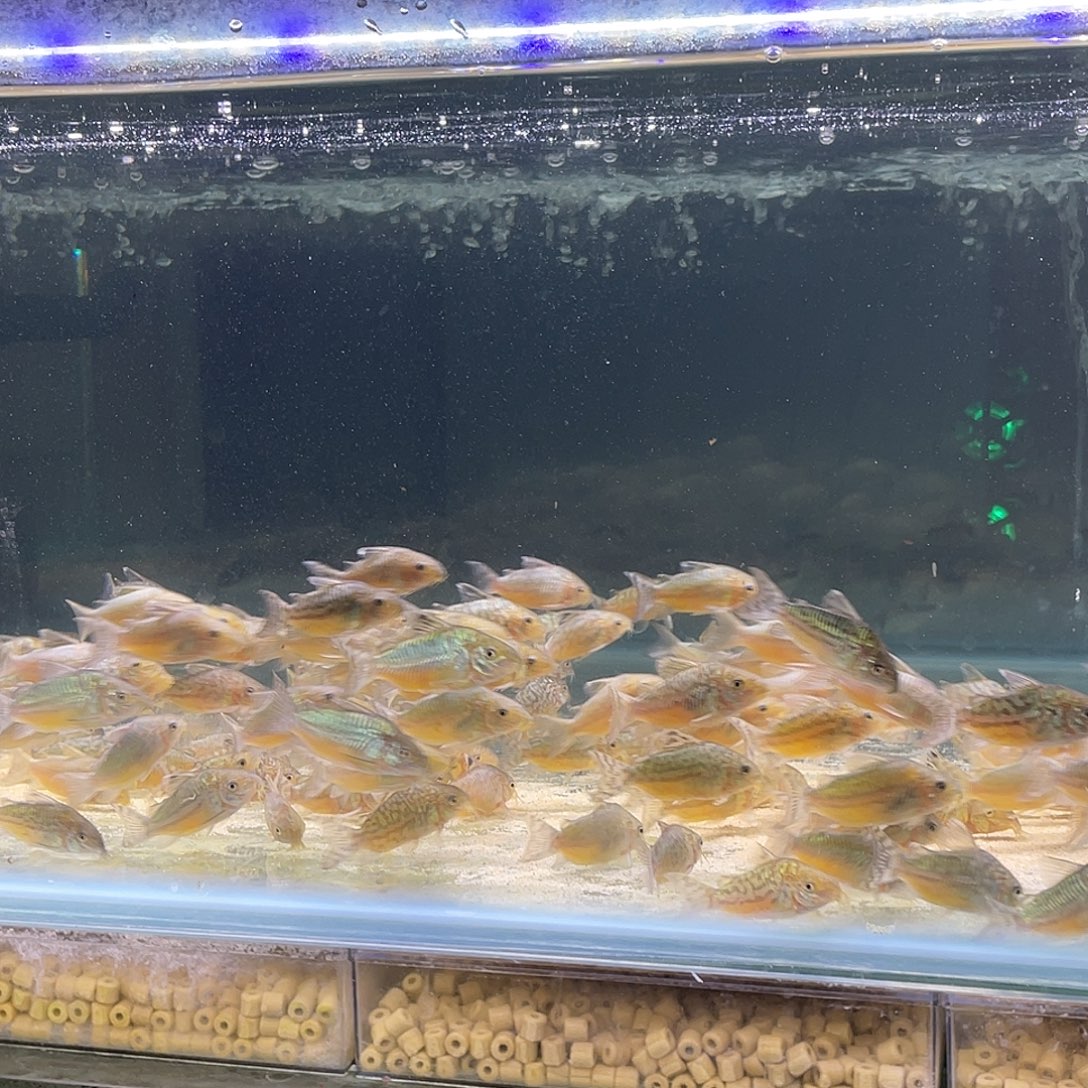 鼠鱼3只 爆花葛依 5-6不包邮