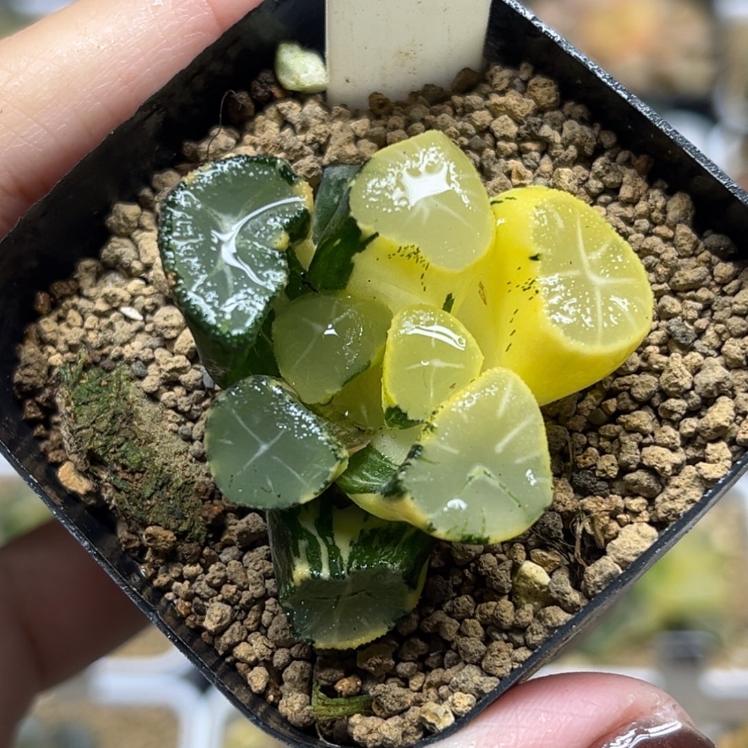 109玉龙万象锦福利专场