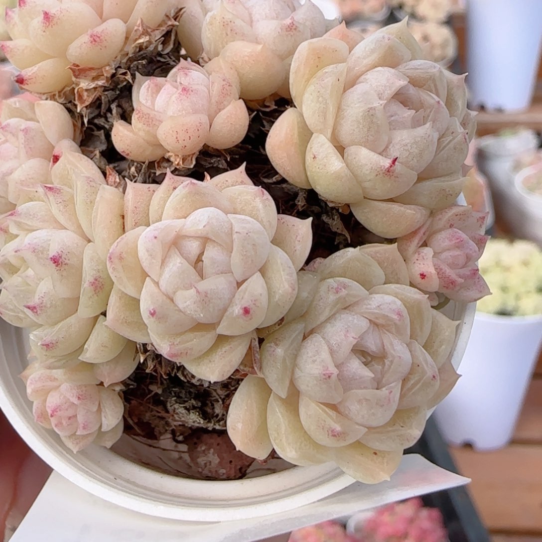 花语多肉0104-189散