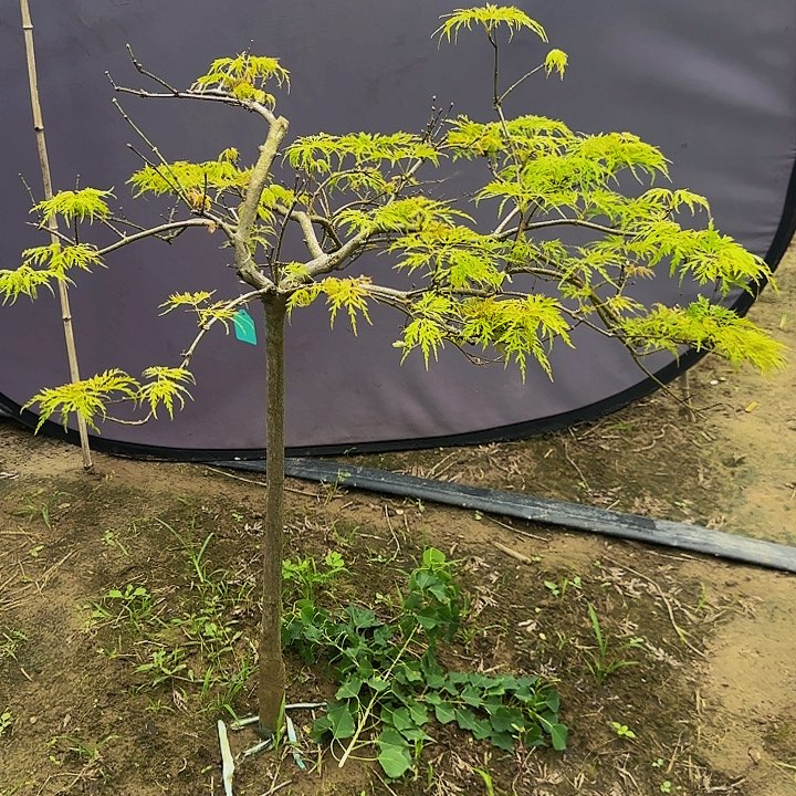 金丝黄羽毛枫自然界的植物