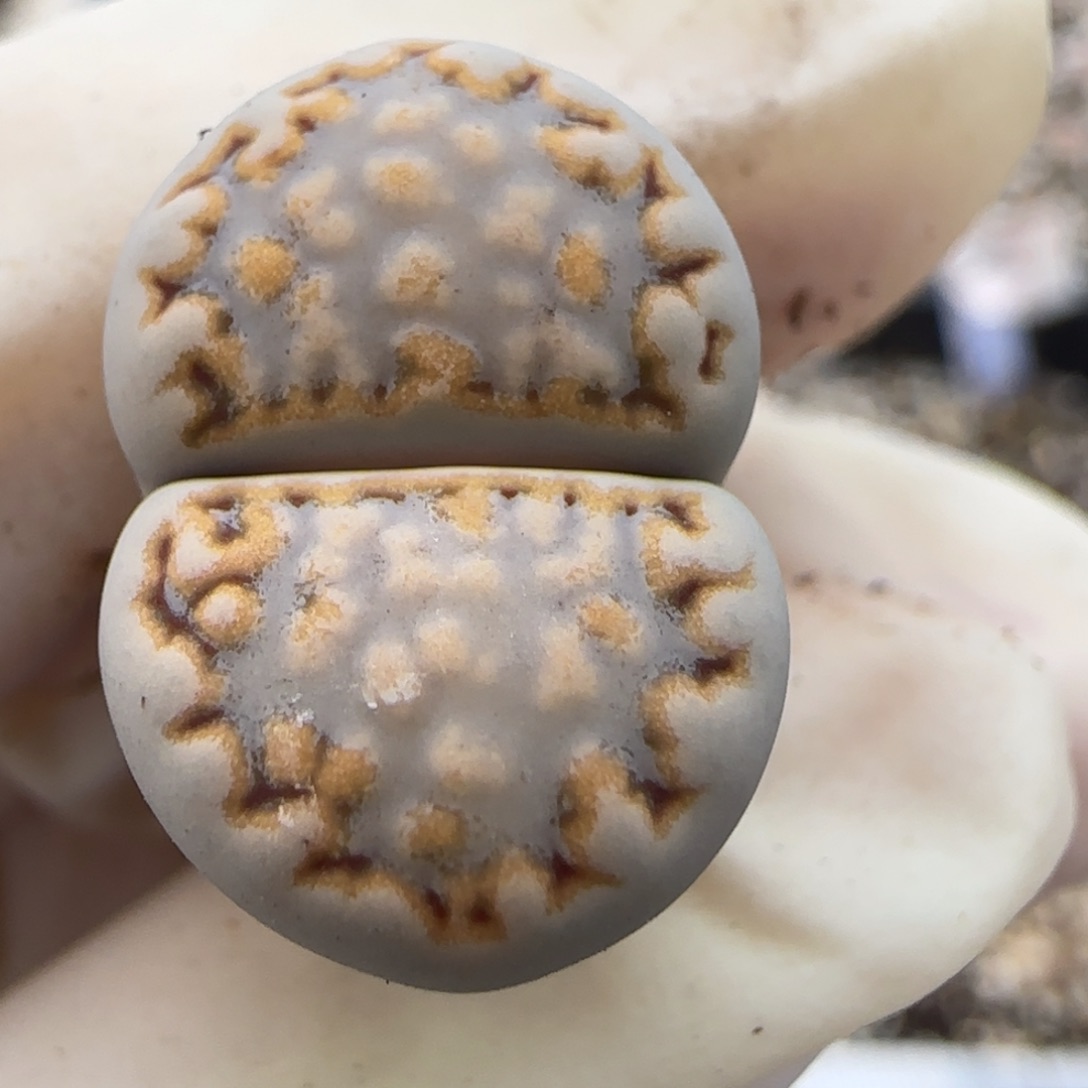 12.2爱萌多肉c216饼干福利专场8021