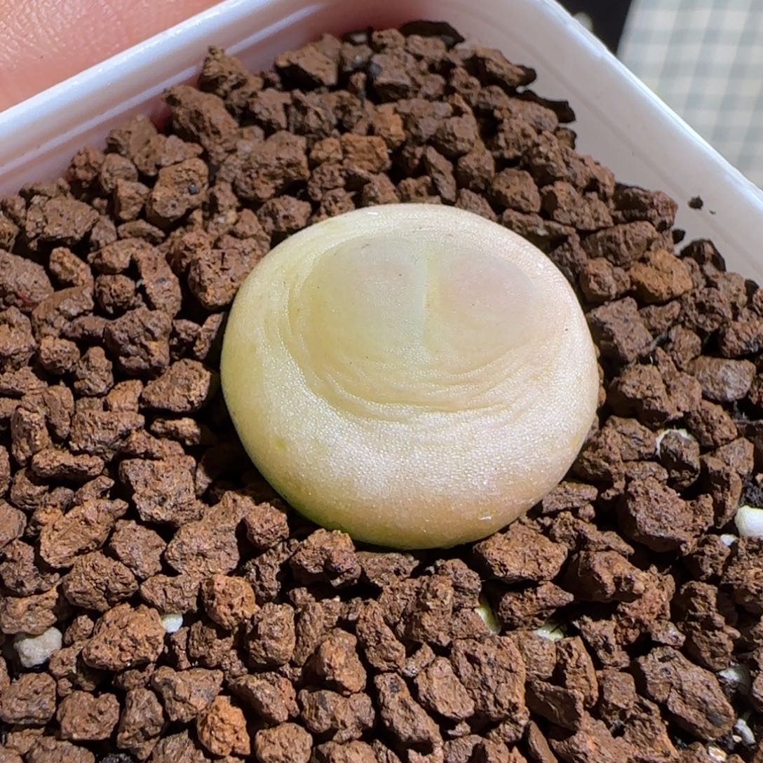 豆***了肉锥多肉植物组合-367