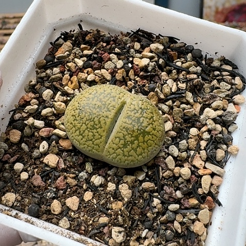 3190，黄日轮母本，带盆