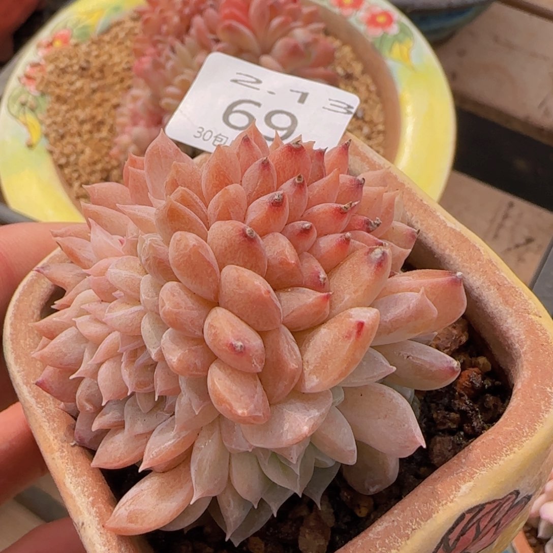 纯爱缀化一颗脱土发货