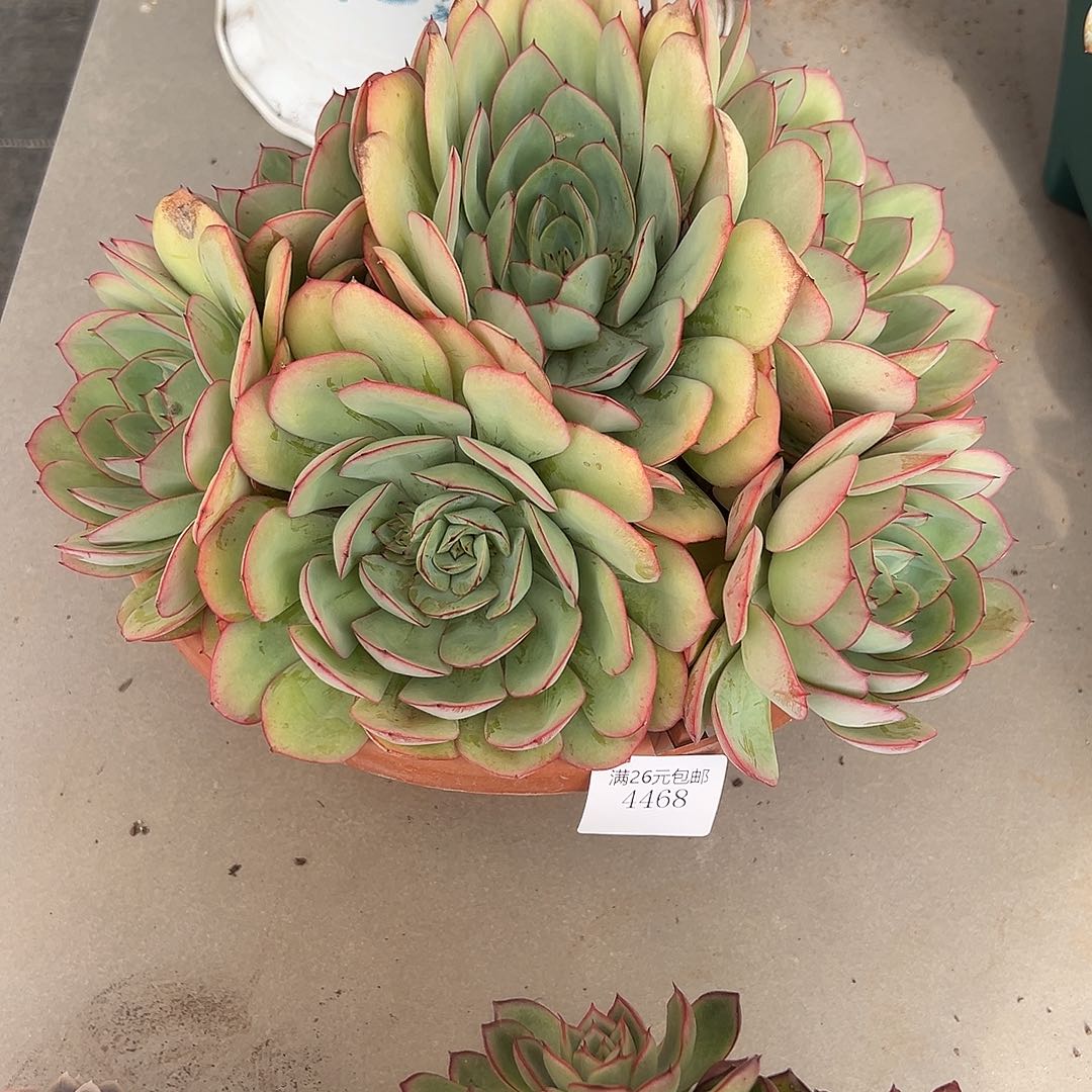 紫***涵4468牡丹亭多肉植物