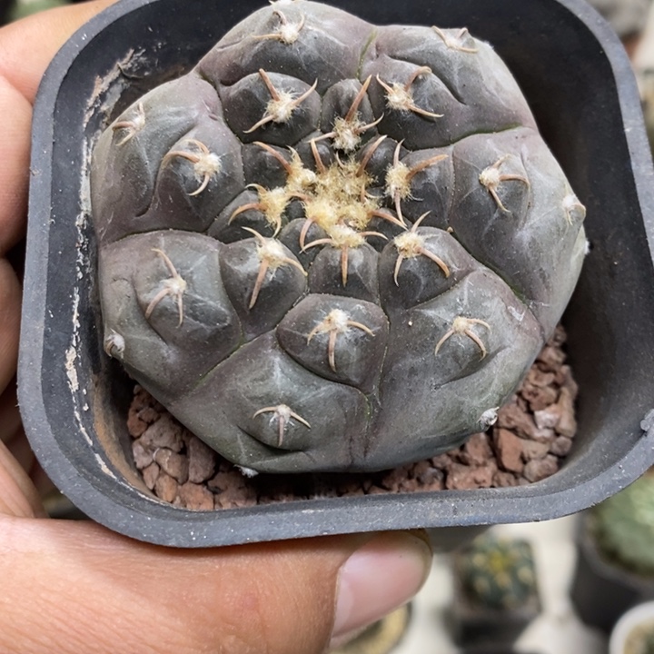 实生铅皮特价福利