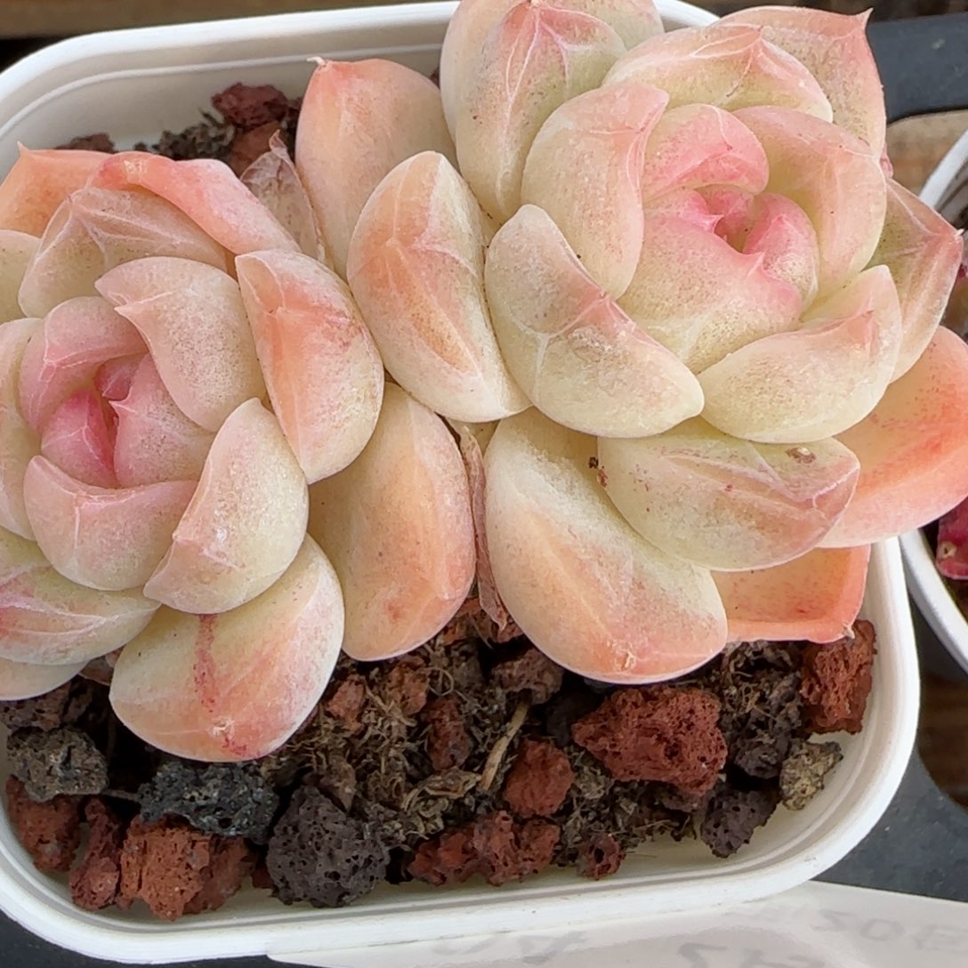 花语逸镜0225-204