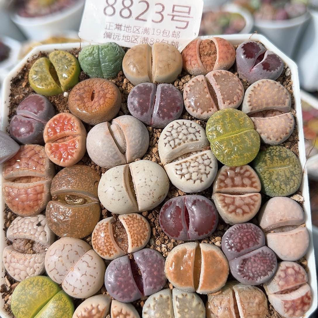 好养易活生石花大母本8823