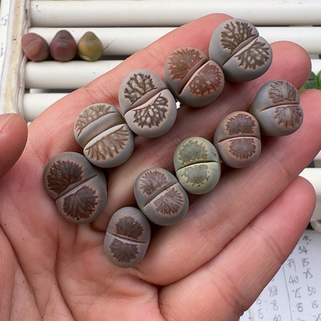 12.11好看的多肉脱土发货754