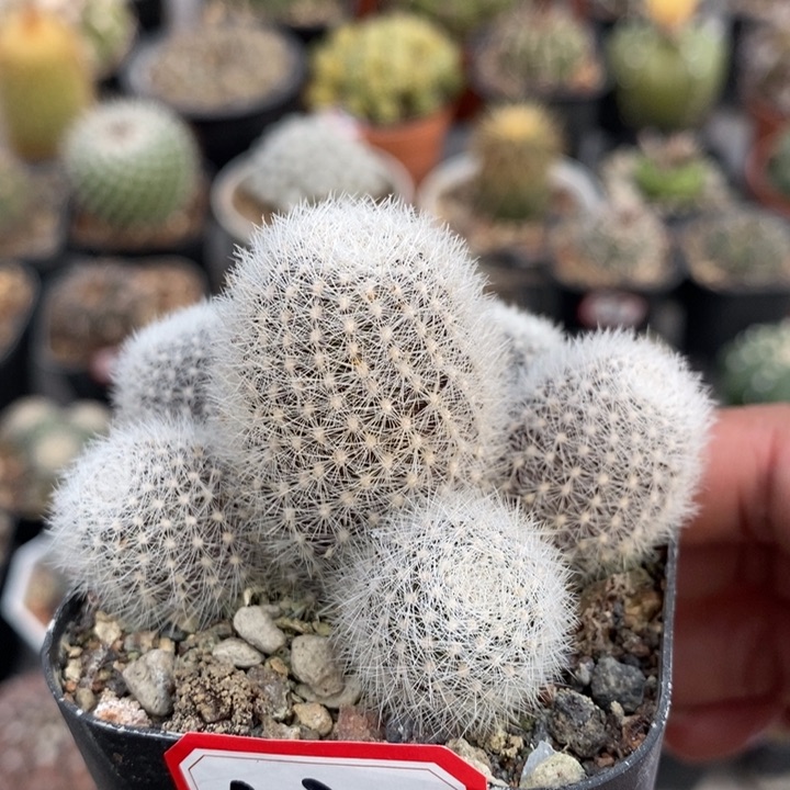 【闪购商品】庆典宝山