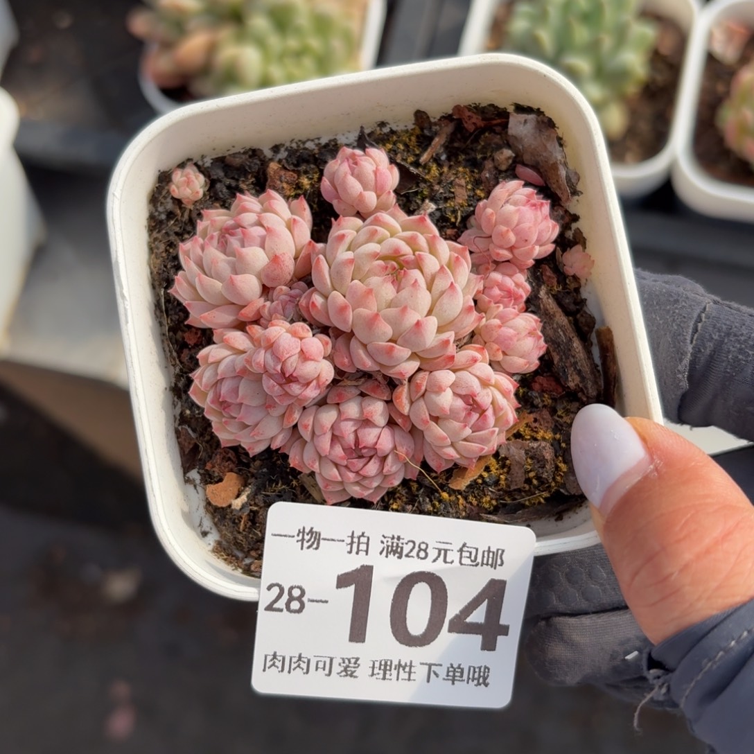 小粉梅无盆土发无