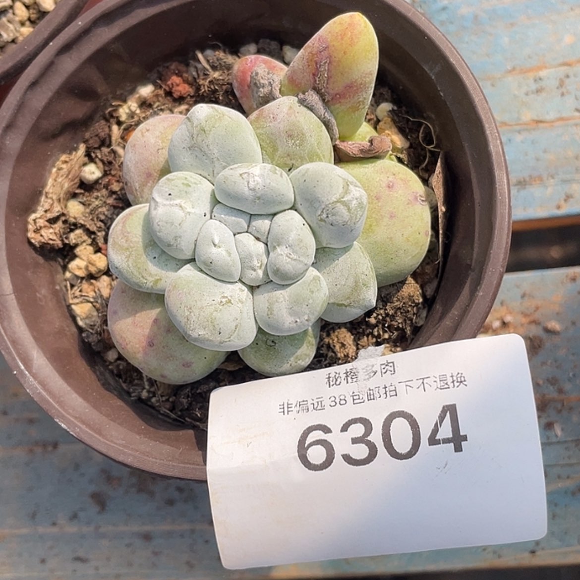 【闪购商品】红拇指