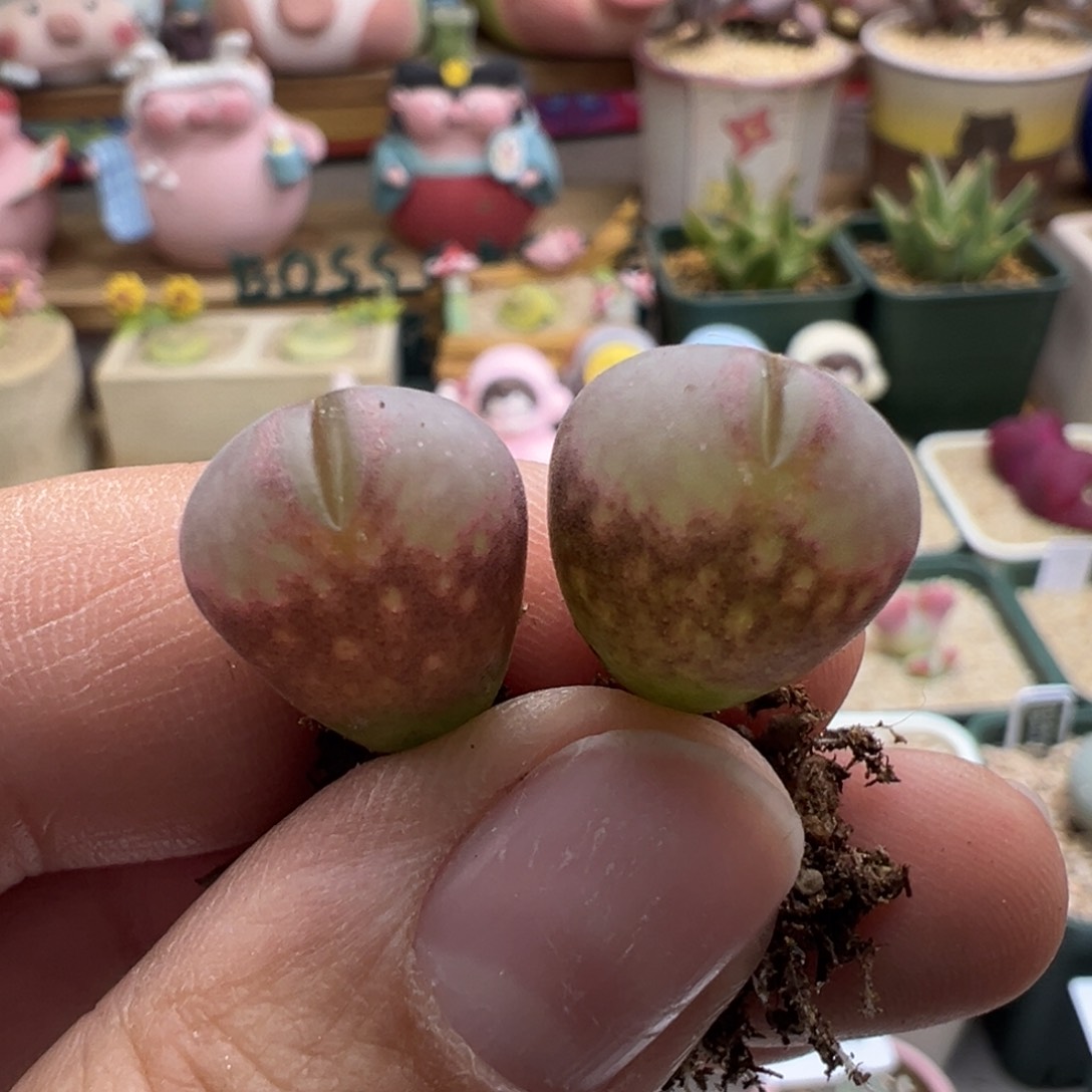 493。正版CM10. 柏实多肉植物