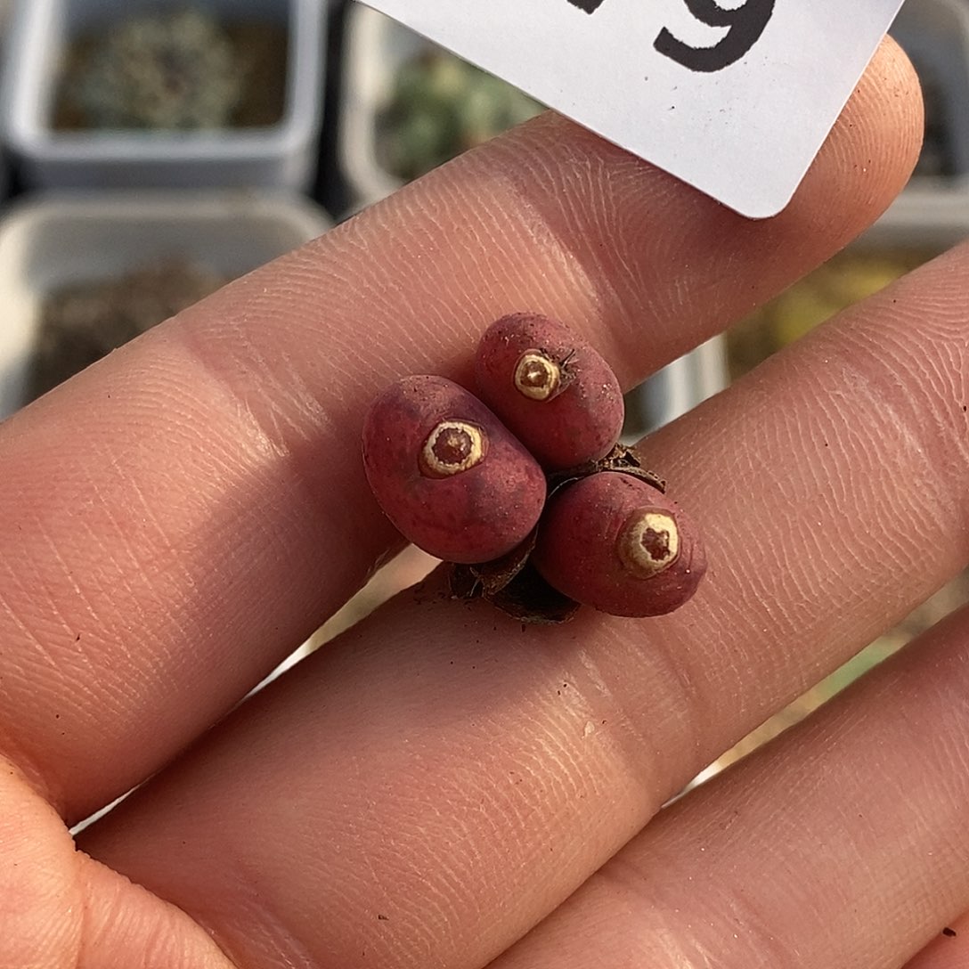 1279-开播福利杂交。   