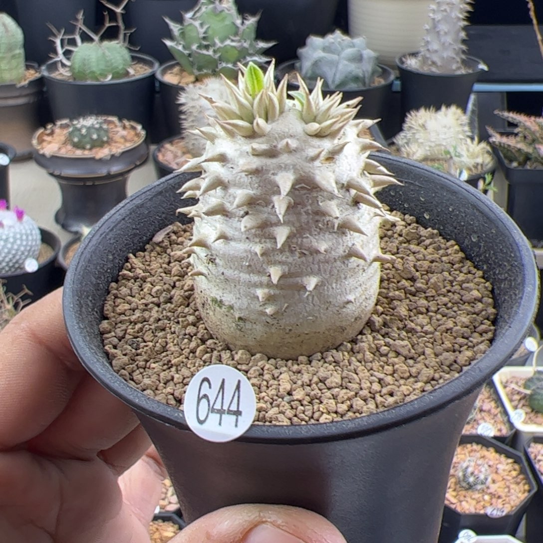 惠比大黑一物一拍644