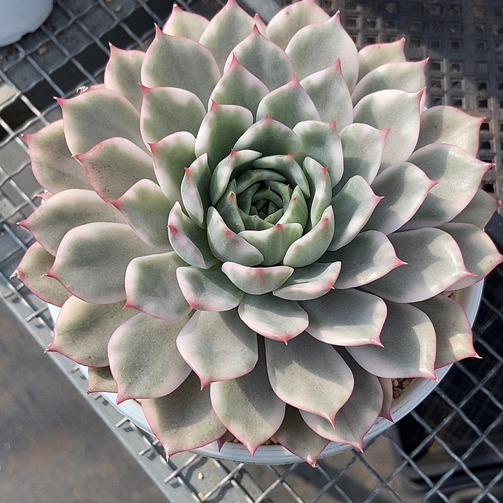 粉艾丽卡锦多肉植物