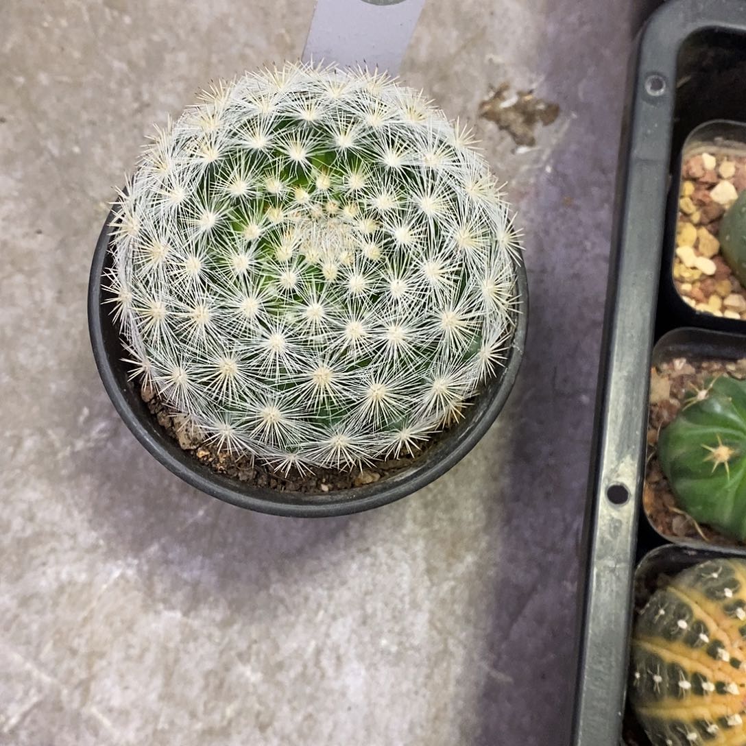 开***.一物一拍一棵仙人球