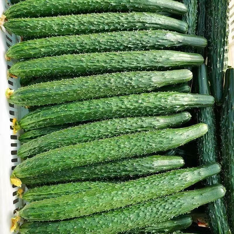 【露天】云南现摘优质新鲜黄瓜农家自种带刺水果黄瓜皮批发蔬菜