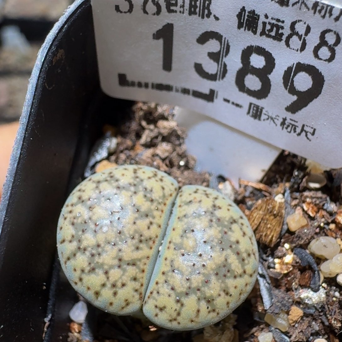 zzzz精品生石花1389