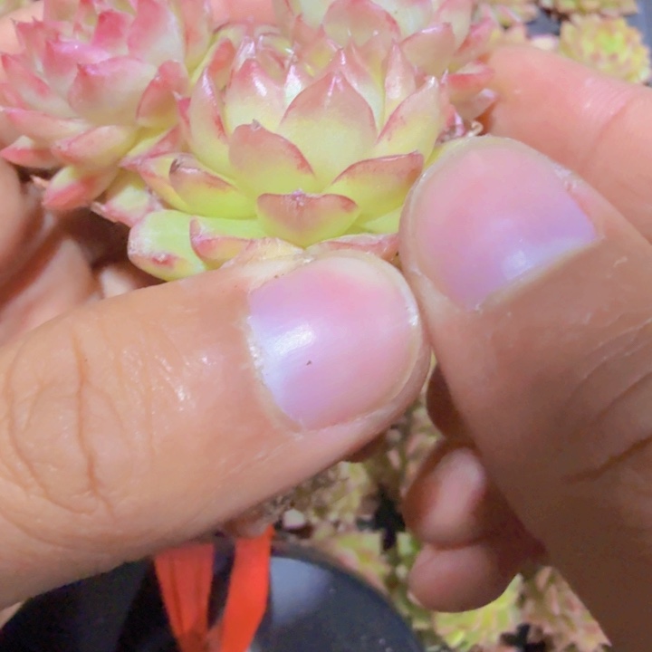 黄金麦秆三颗一组