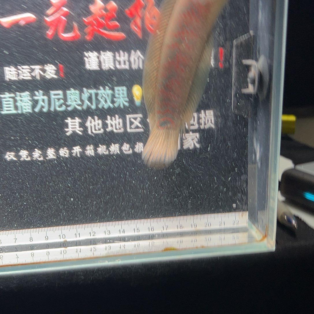 雷龙鱼七星雷龙鱼七星雷龙鱼