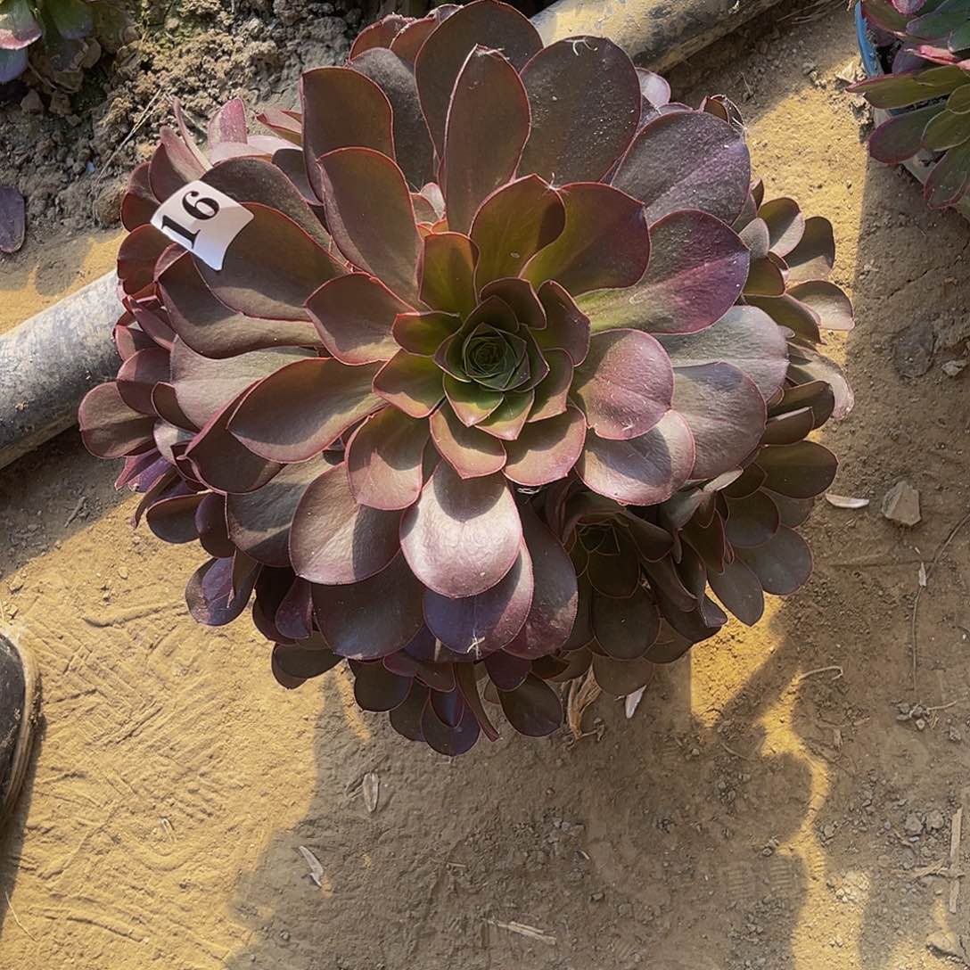 魅金玫瑰法师多肉6-6