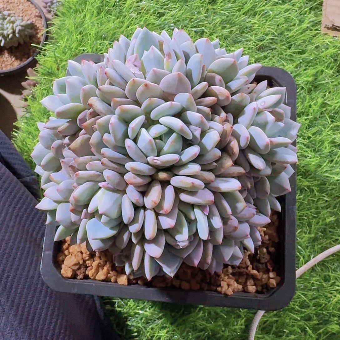 微微专拍一物一拍