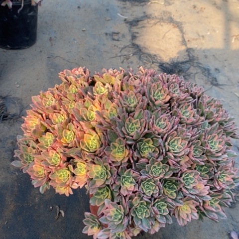 甜茶多肉植物032