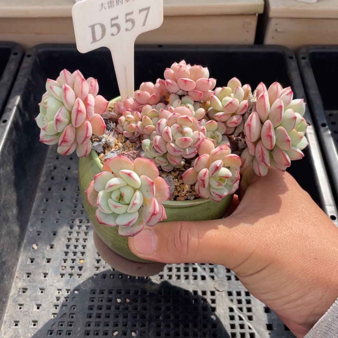 557香草不带盆15厘米