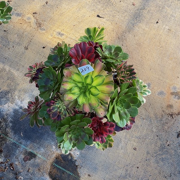 丫***呀架接法师309号一个