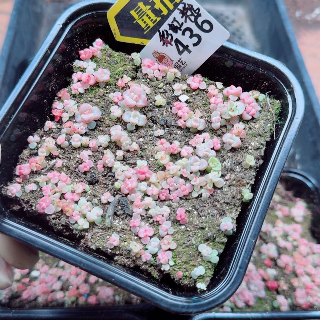多肉植物多肉植物
