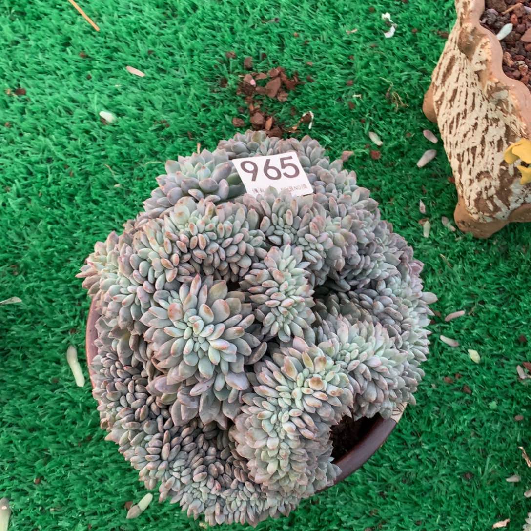 965橙子缀多肉植物