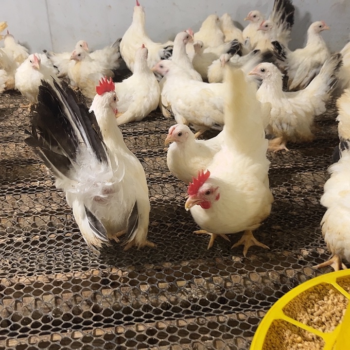 芦丁鸡偏远地区不发货