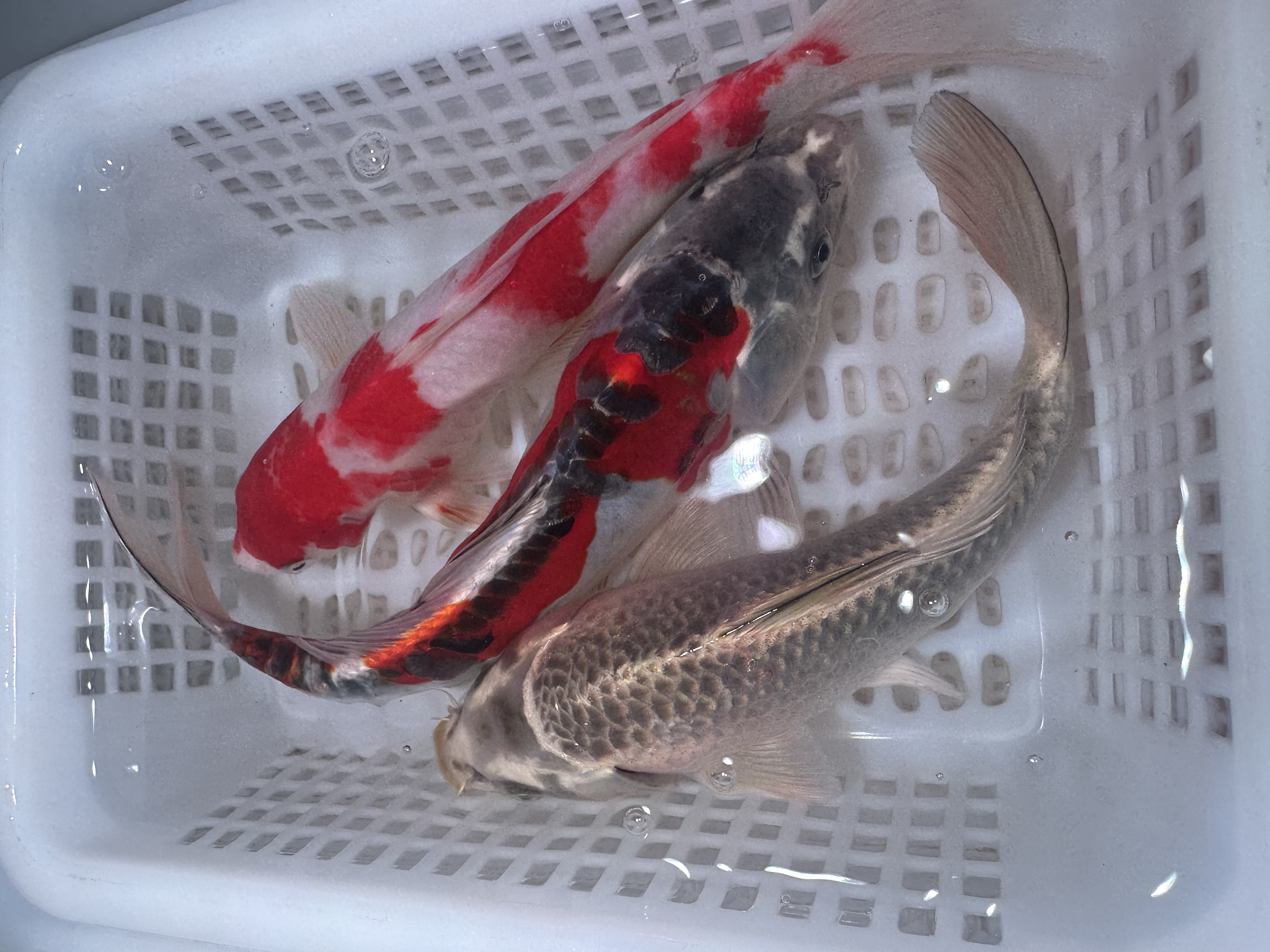 【三条装】18-23红白1彩龙1熊猫1观赏鱼锦鲤包邮