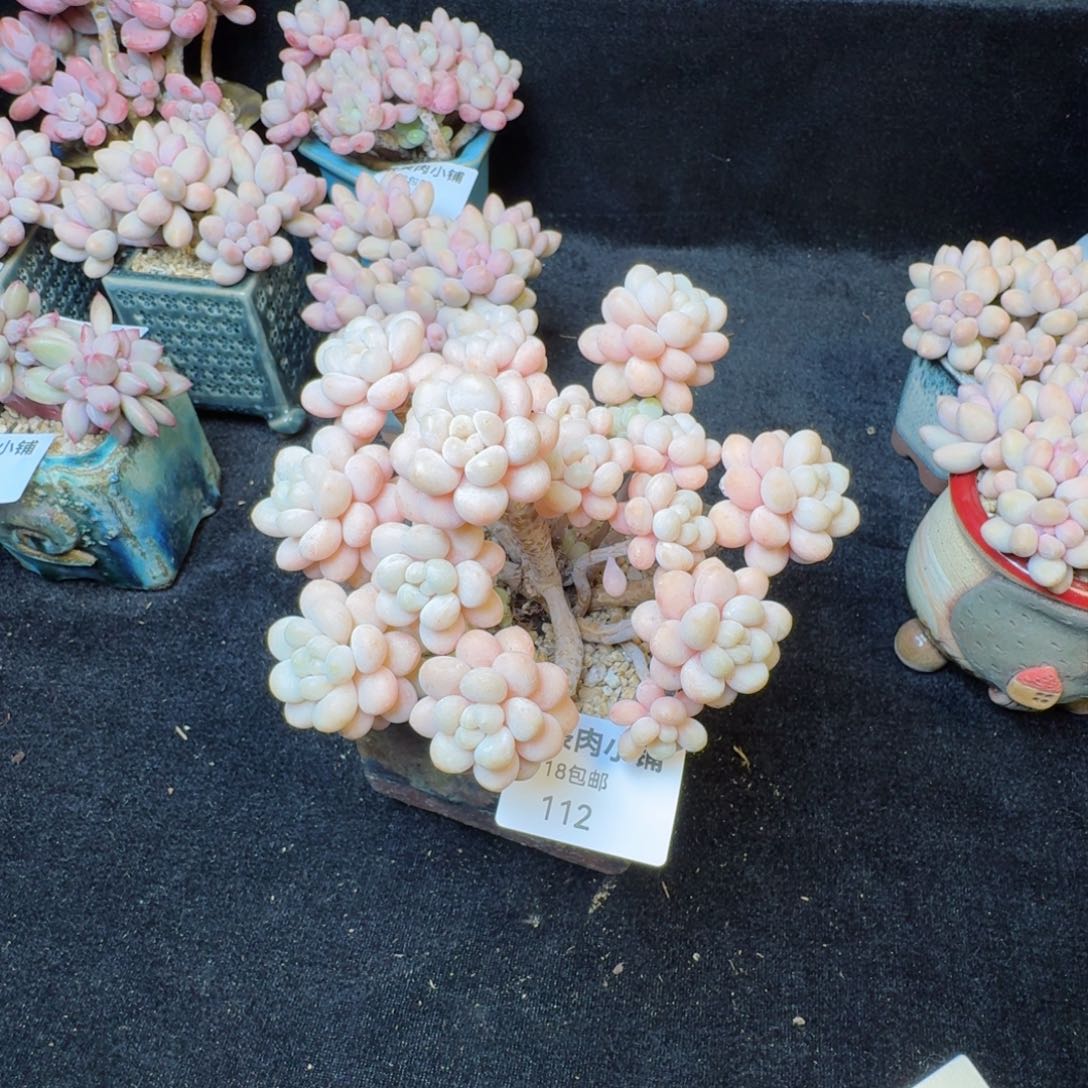 多肉植物  112  洛可可