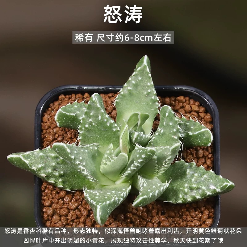 稀有怒涛四海波多肉植物趣味盆栽室内吸甲醛防辐射小绿植