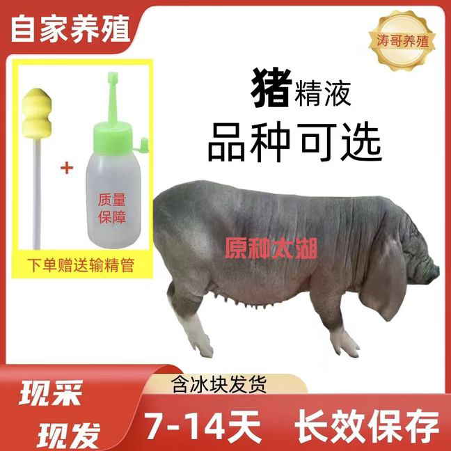 原种太湖猪精液瓶输卵管包邮包对版原种品质生态养殖批发自家养殖