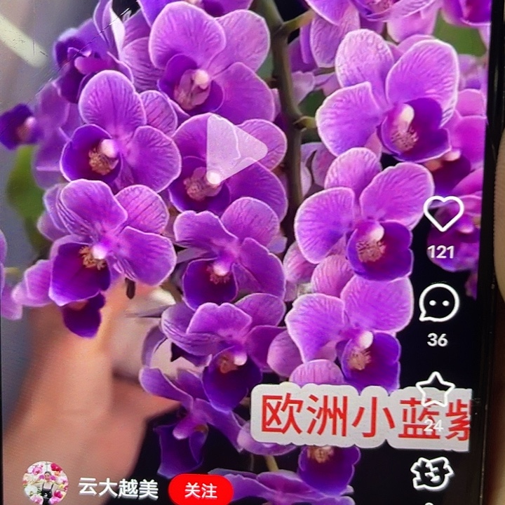 当前无花栽培后可以开花欧洲小蓝
