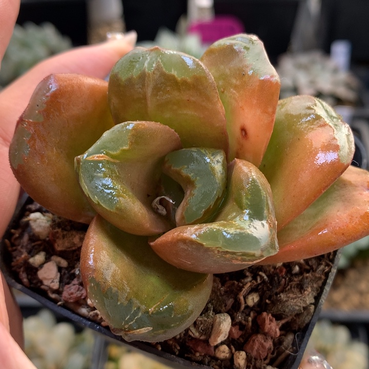 白宫寿带盆土发货