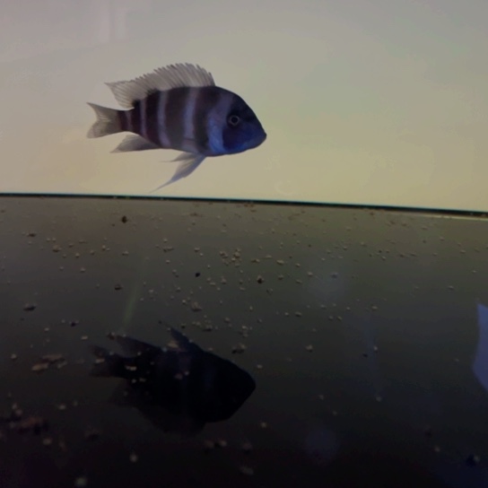 k***e慈鲷鱼野生萨依兰