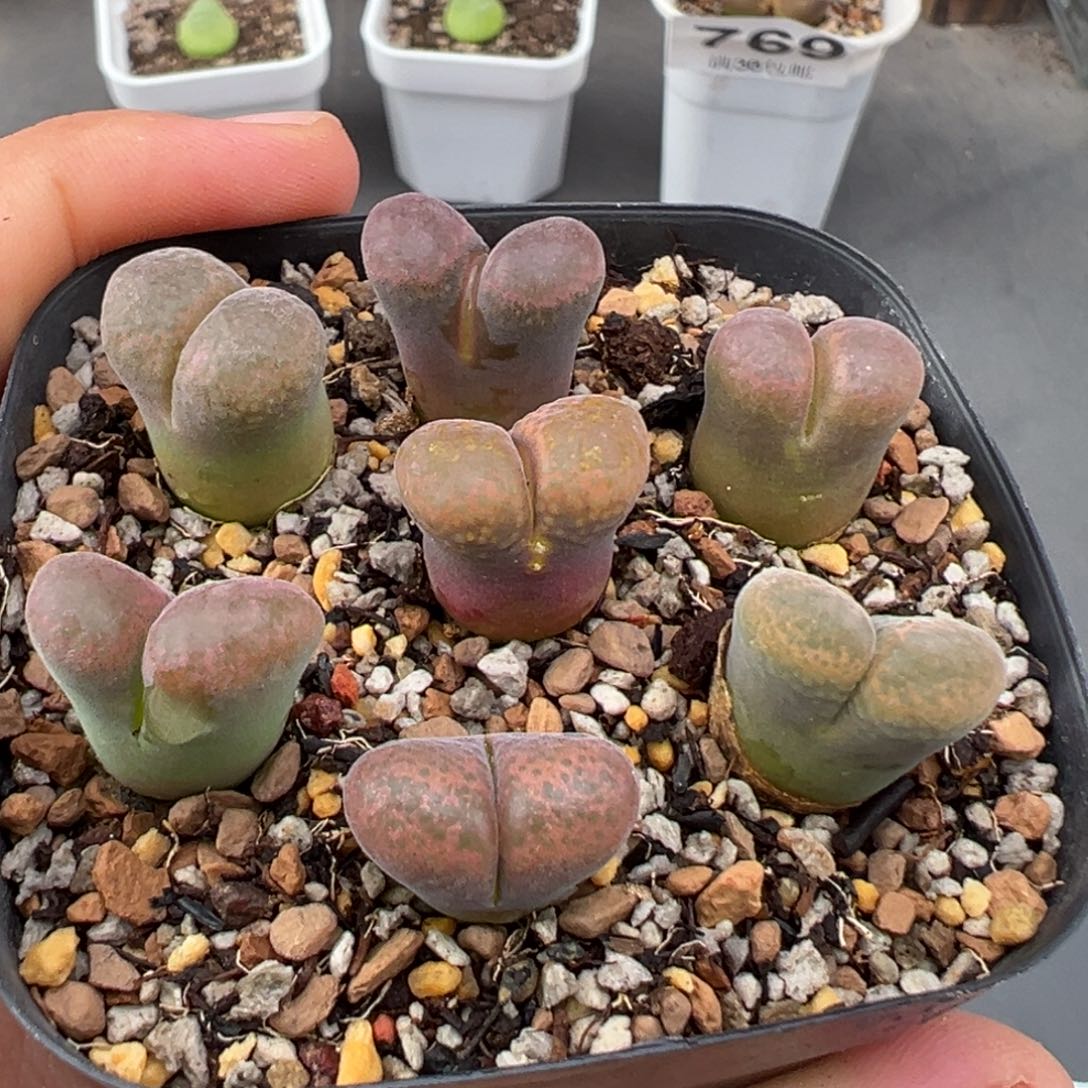 8.11好看的多肉脱土发货777