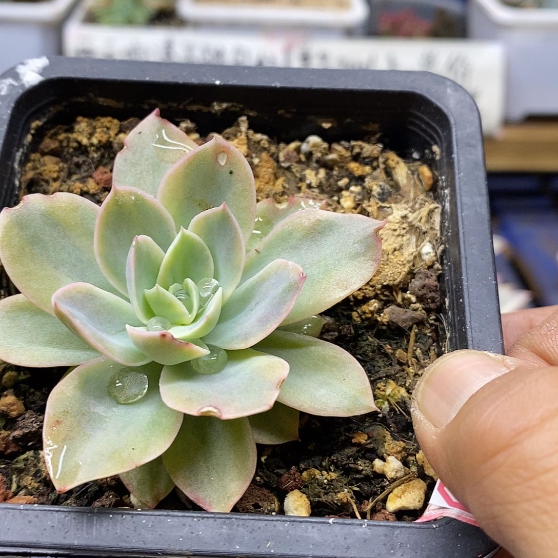 12199 丝绸面纱黄覆轮锦