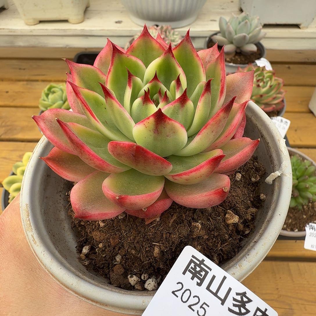 桃花锦111111226-87