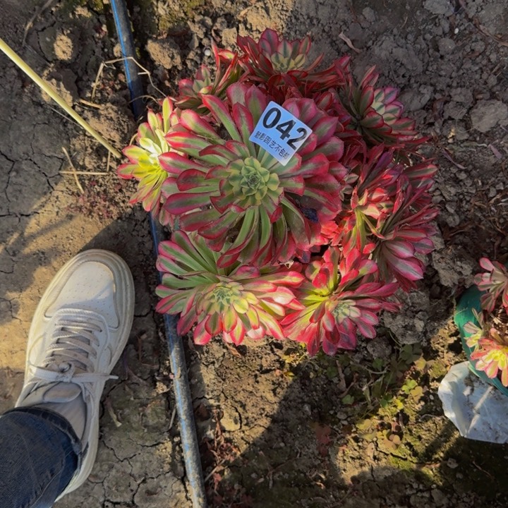 后羿花29-7包邮花花